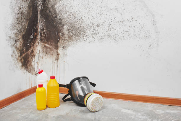 Best Certified Mold Removal  in Van, TX