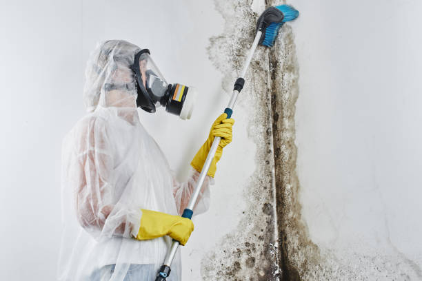 Best Crawl Space Mold Removal  in Van, TX