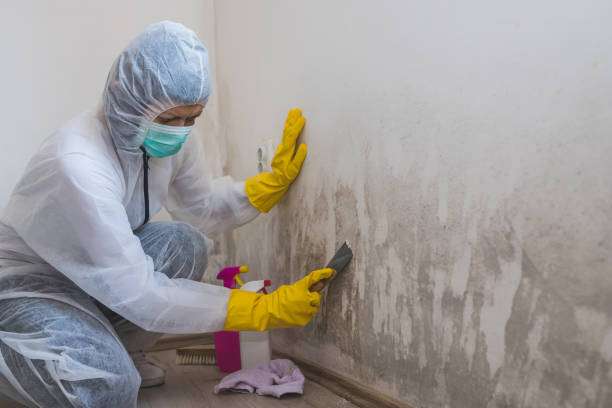 Mold Removal Process in Van, TX