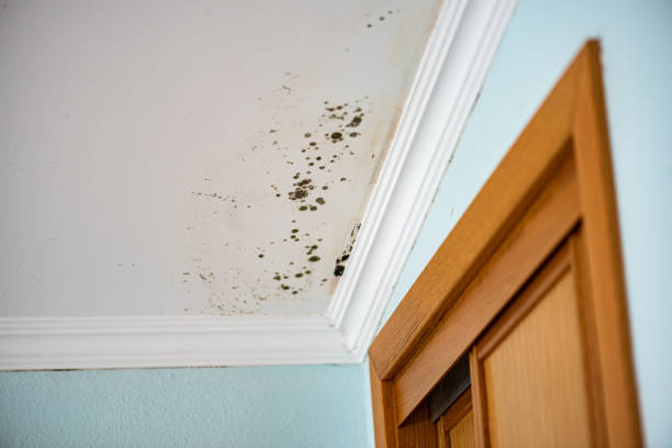 Professional Mold Removal in Van, TX