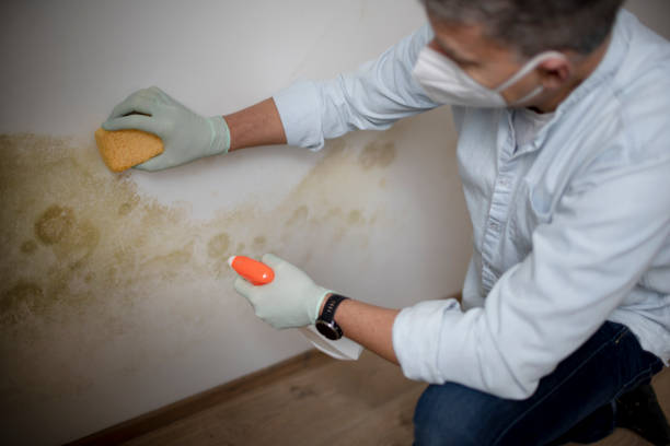 Best Mold Removal Specialists  in Van, TX