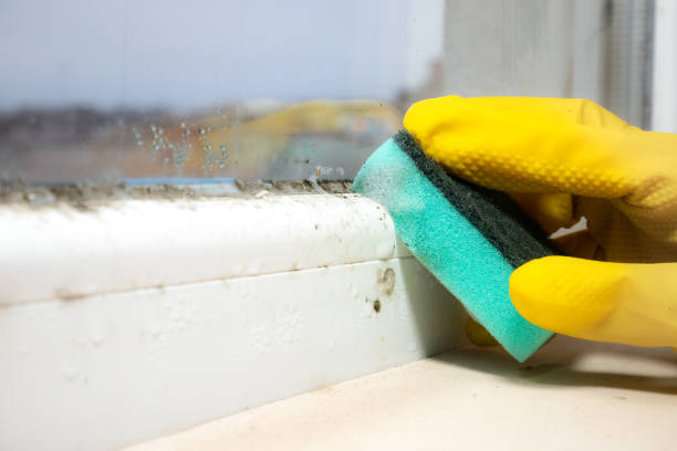 Best Emergency Mold Removal  in Van, TX