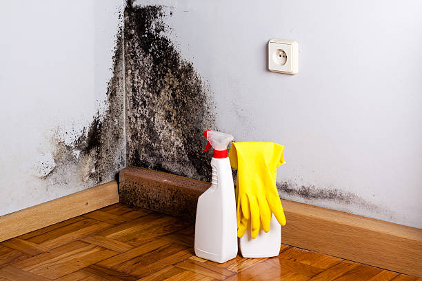 Best Office Mold Removal Services  in Van, TX