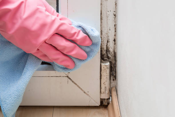 Mold Removal and Inspection in Van, TX