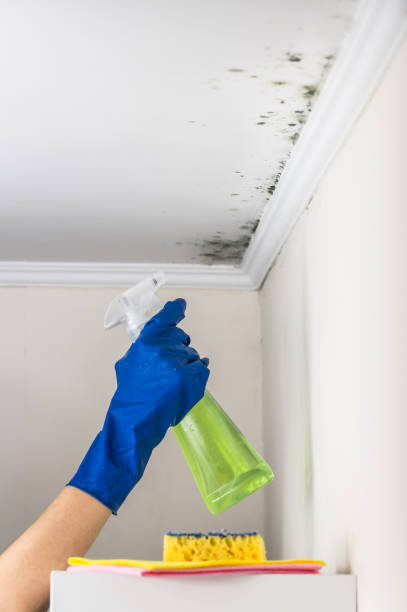 Best Attic Mold Removal  in Van, TX